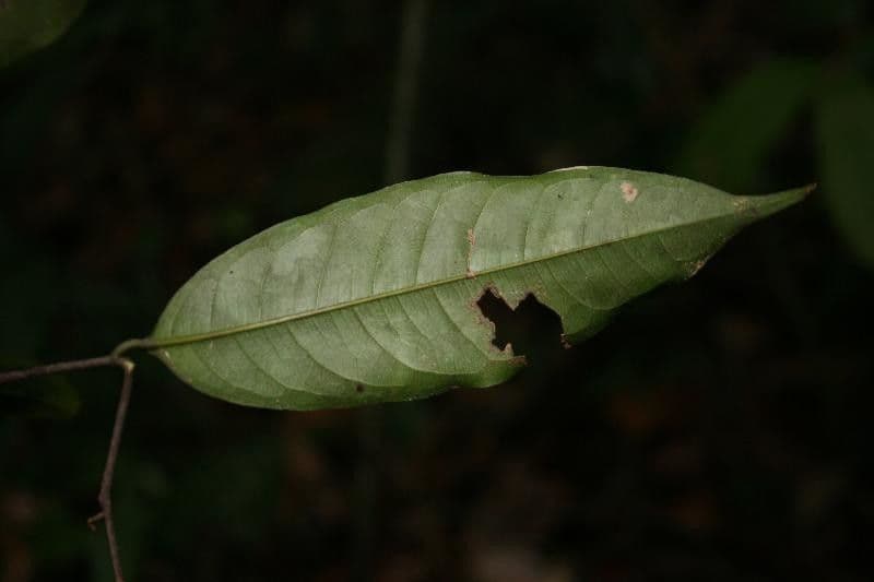 Kleinblütige Eschweilera 11