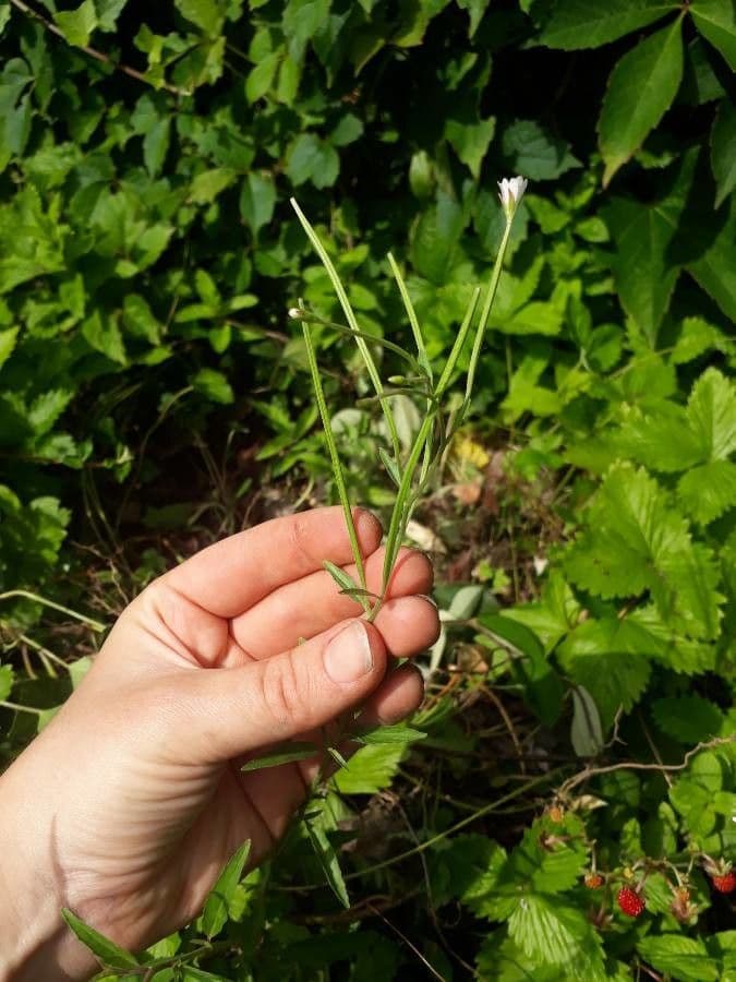 Epilobium lanceolatum 16