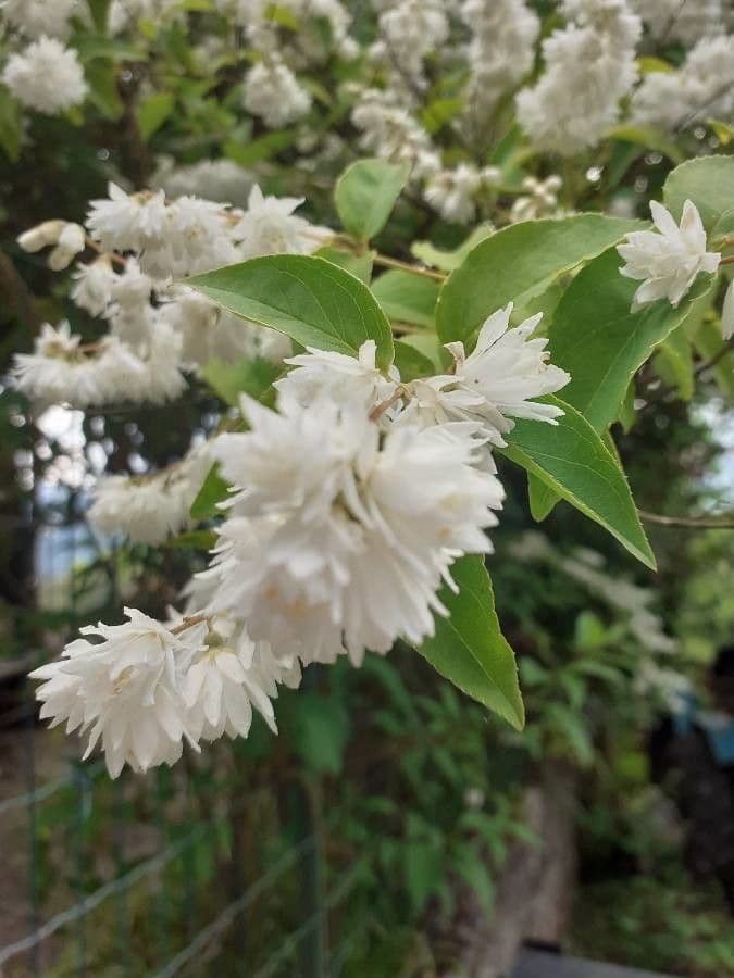 Deutzia scabra 10