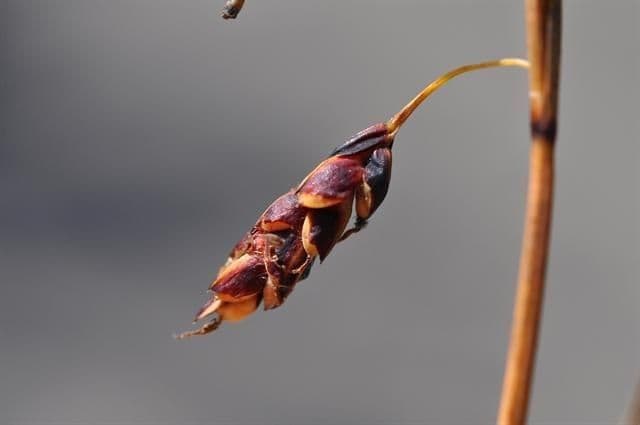 Carice rariflora 2