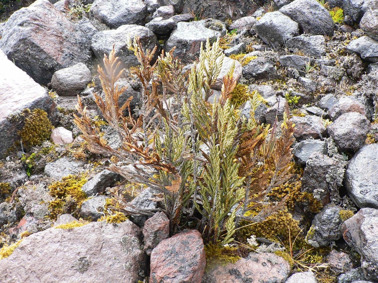 Andicolea 2
