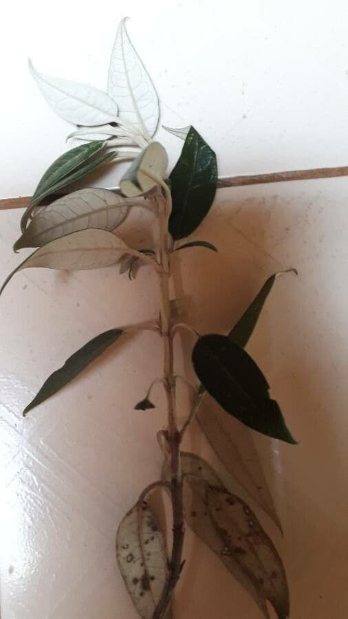 Buddleja