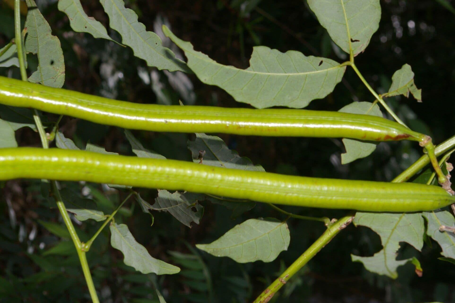 Senna undulata 5
