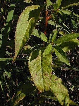 Penthorum sedoides 17