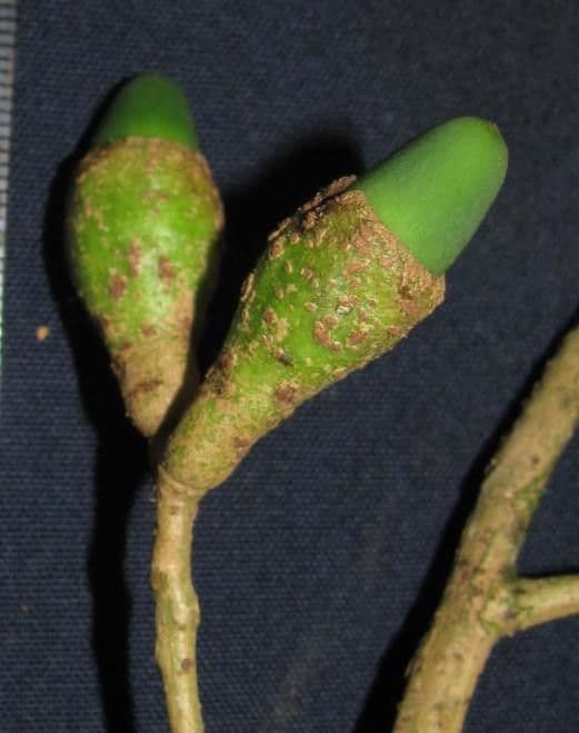 Ocotea