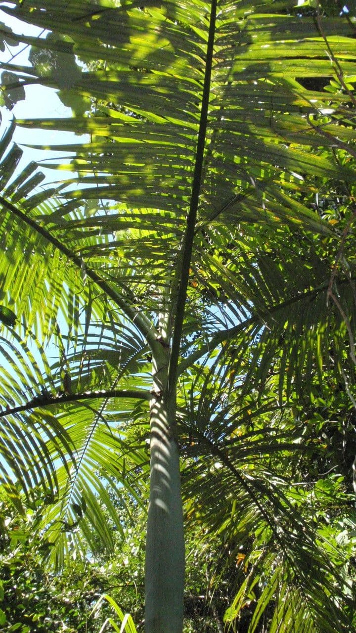 Palma di Alexandra 5