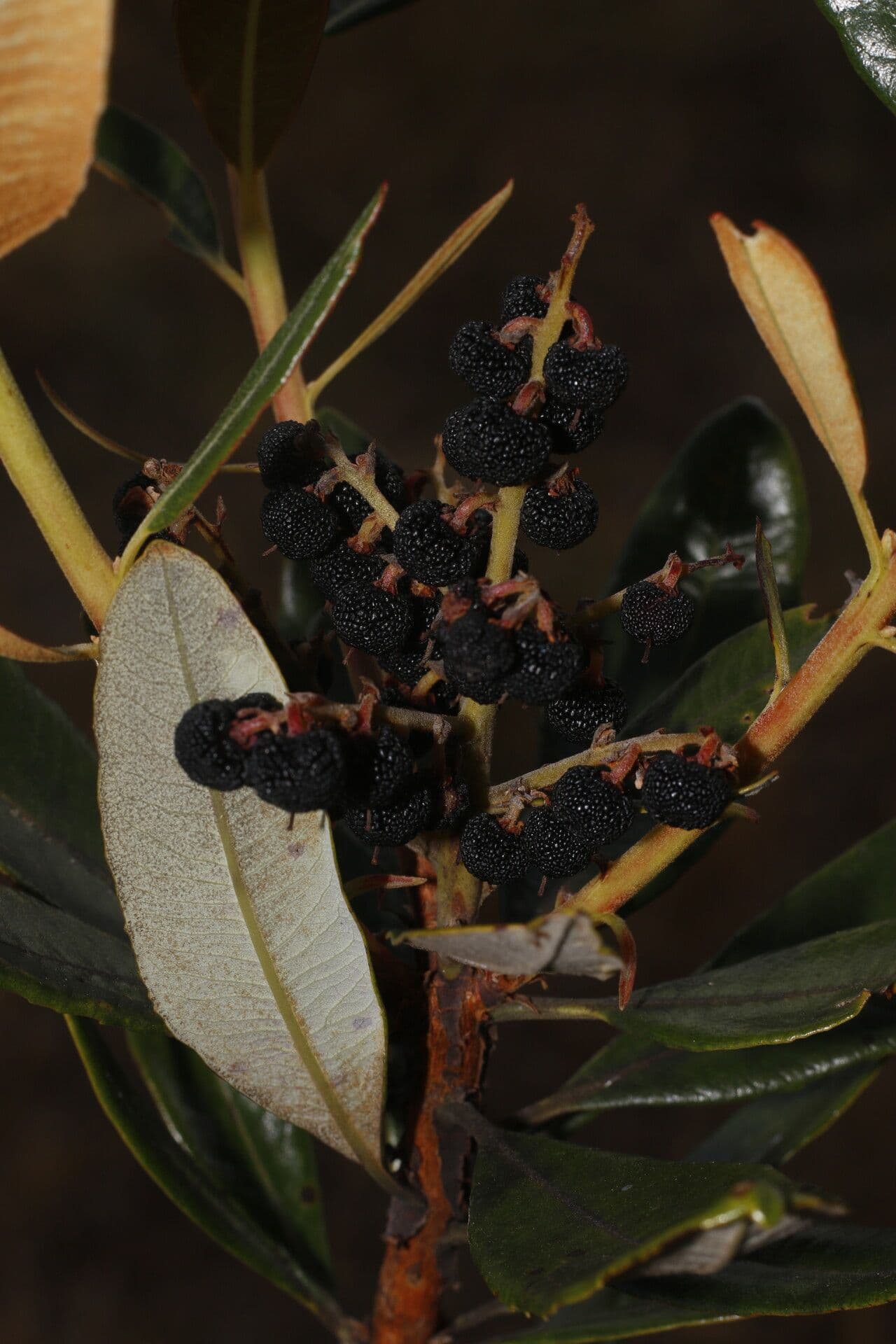Manzanita 4