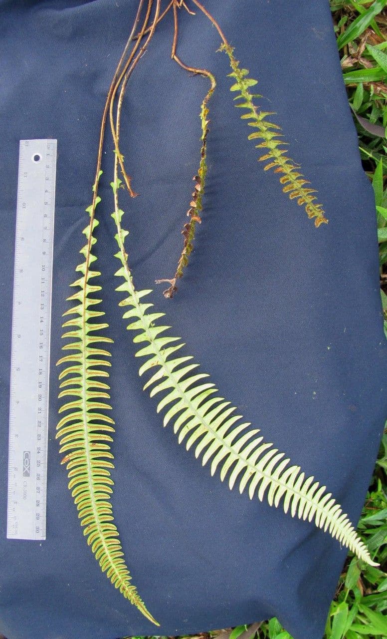 Blechnum polypodioides 14