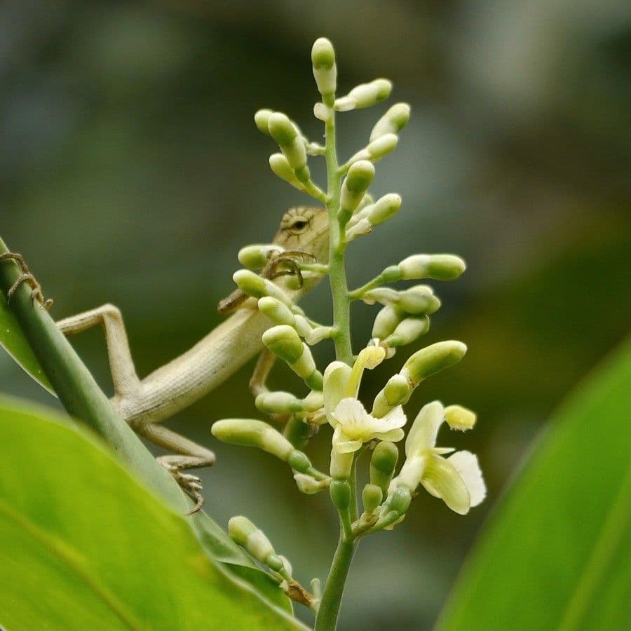 Botón blanco 9
