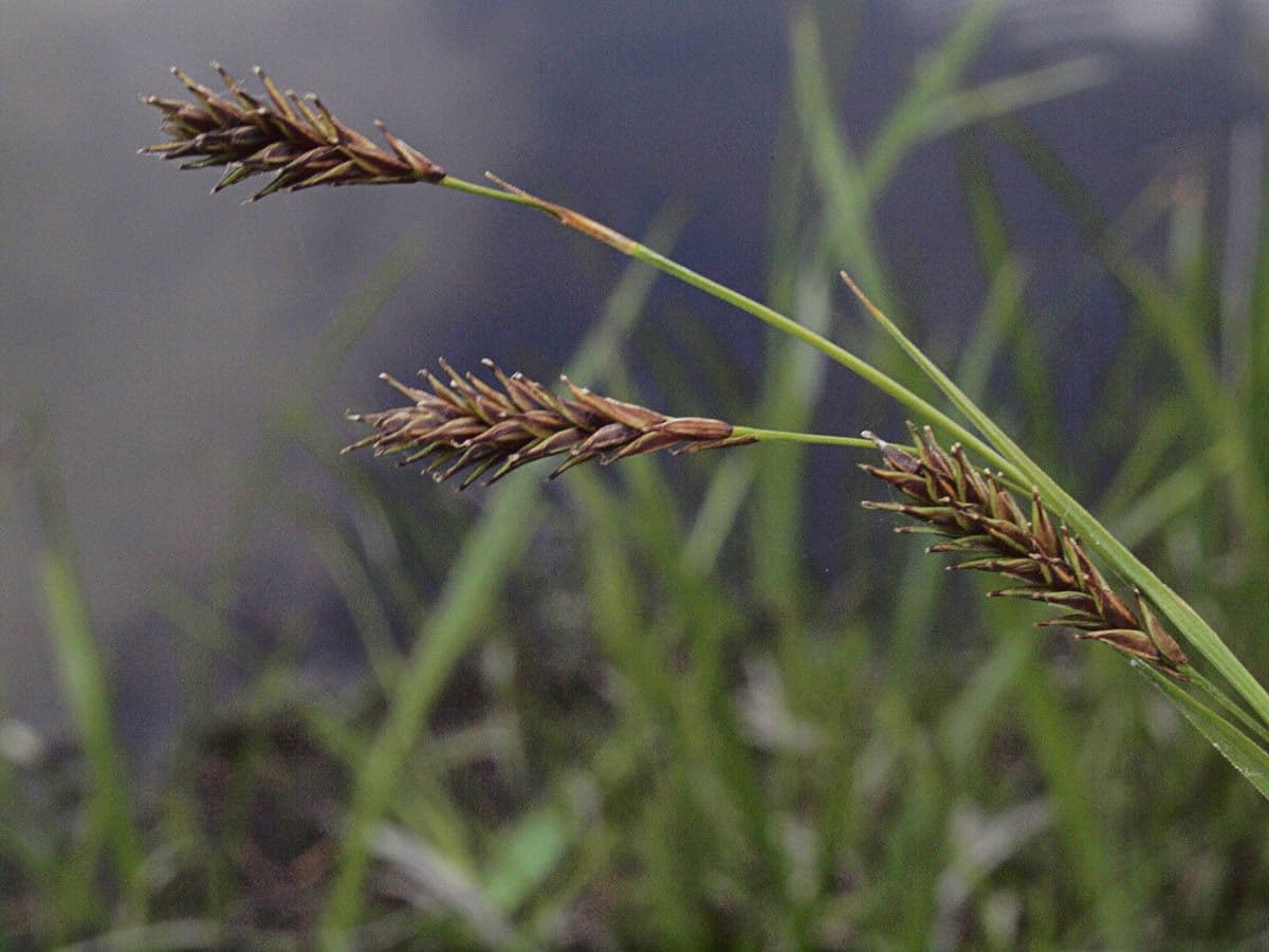 Waldmarbel 4