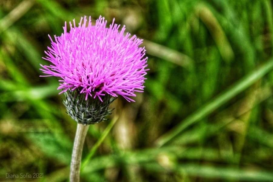 Cirsium filipendulum 2
