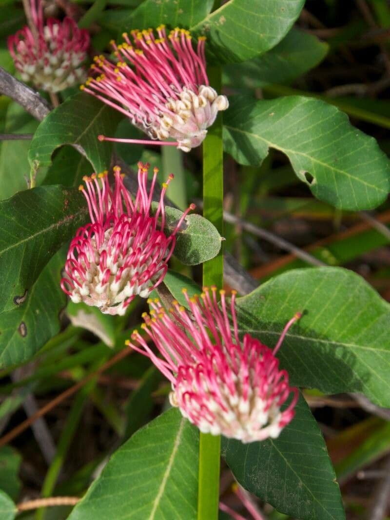 Grevillea 4