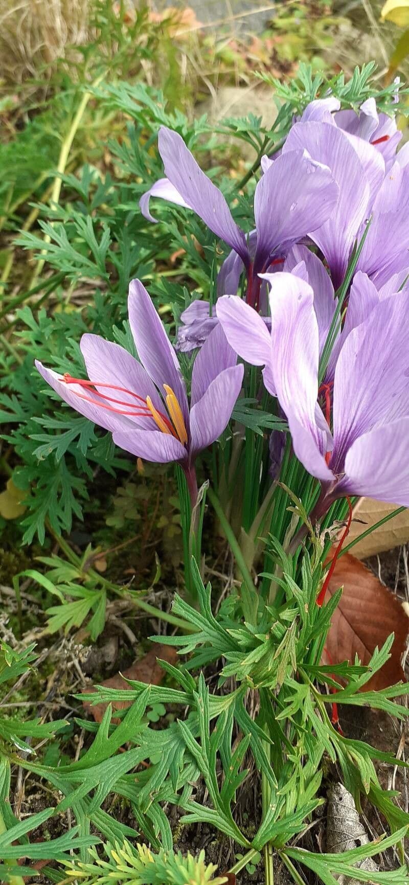 Zafferano 4