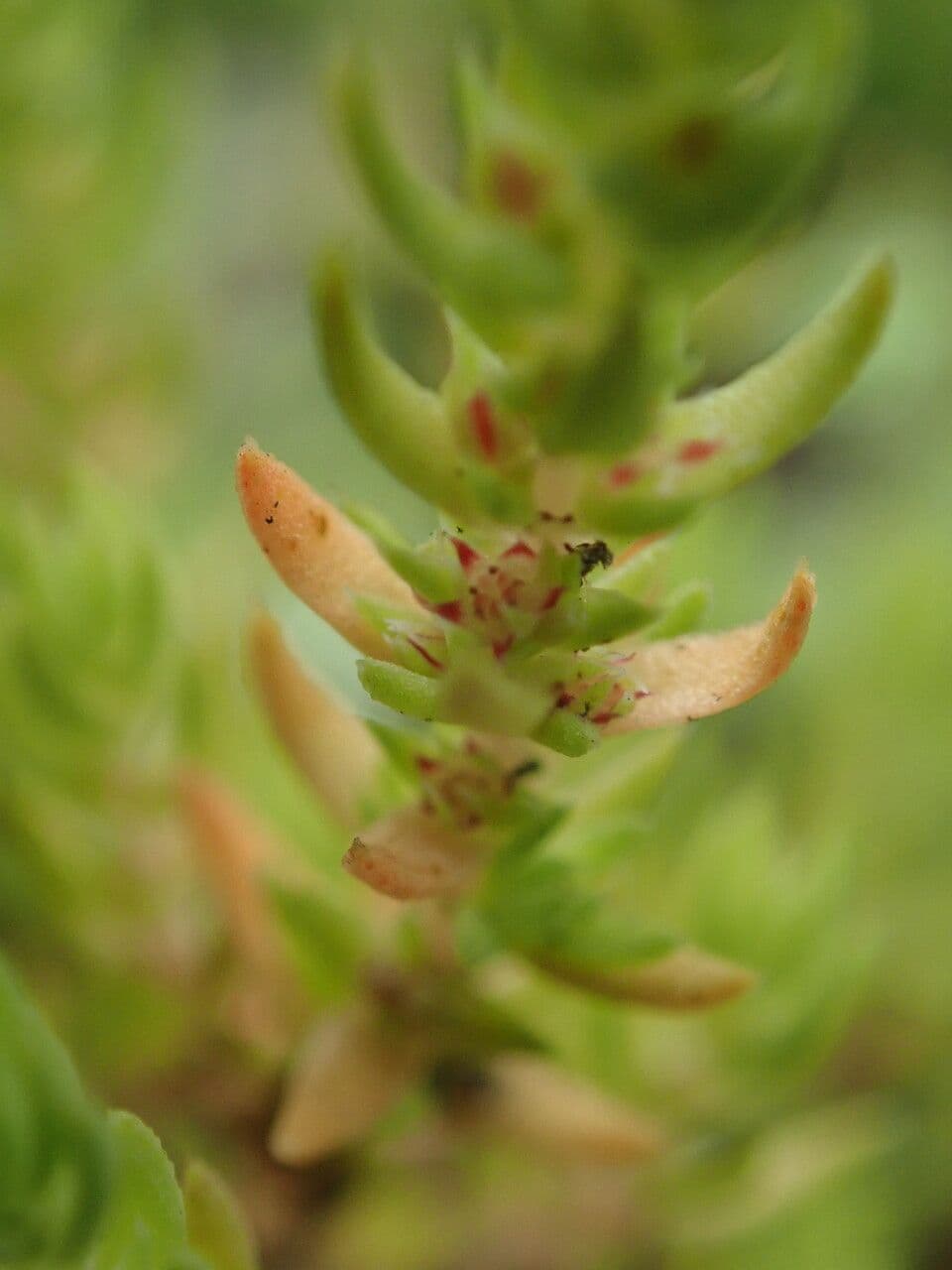 Crassula