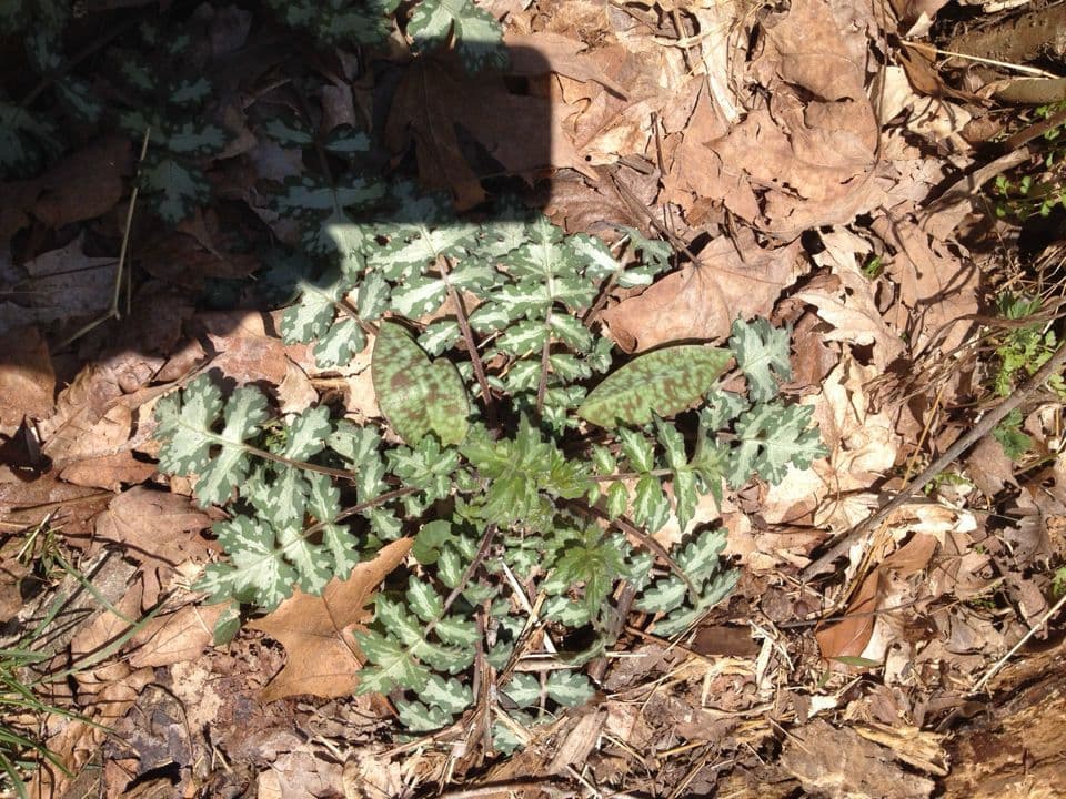 Hydrophyllum 4