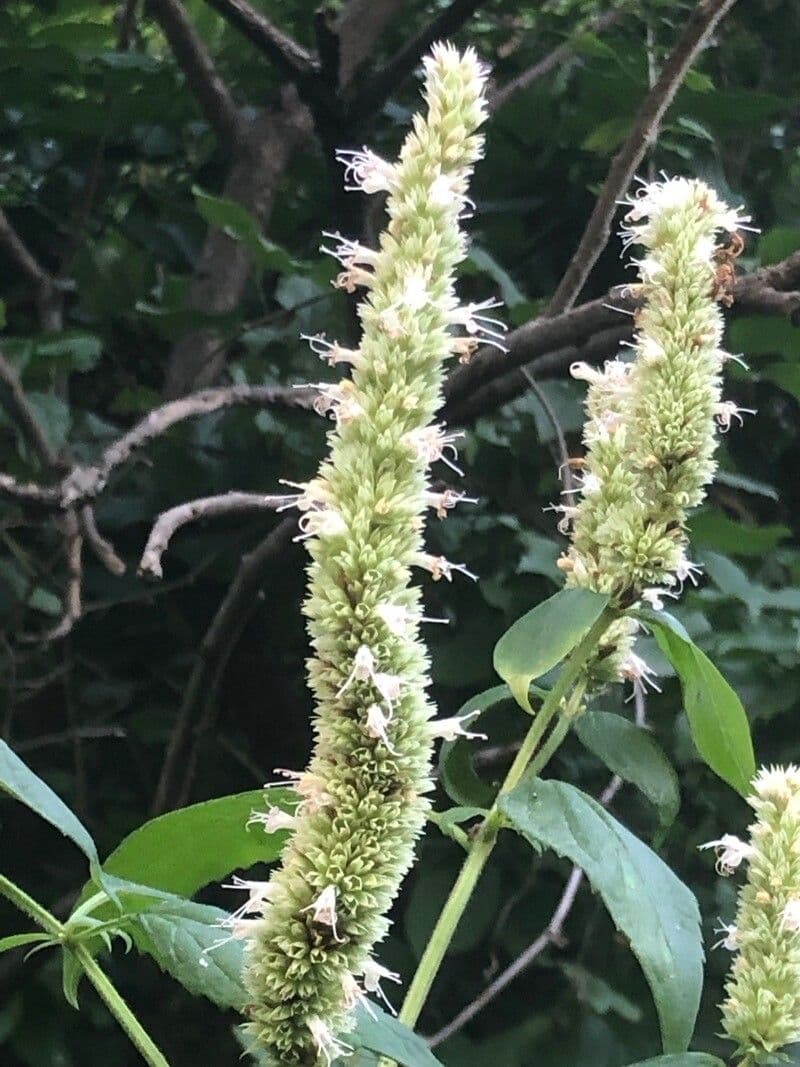 Riesen-Dupperminthe