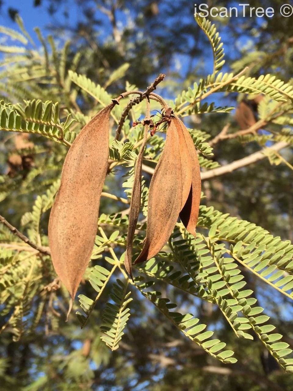 Peltophorum africano