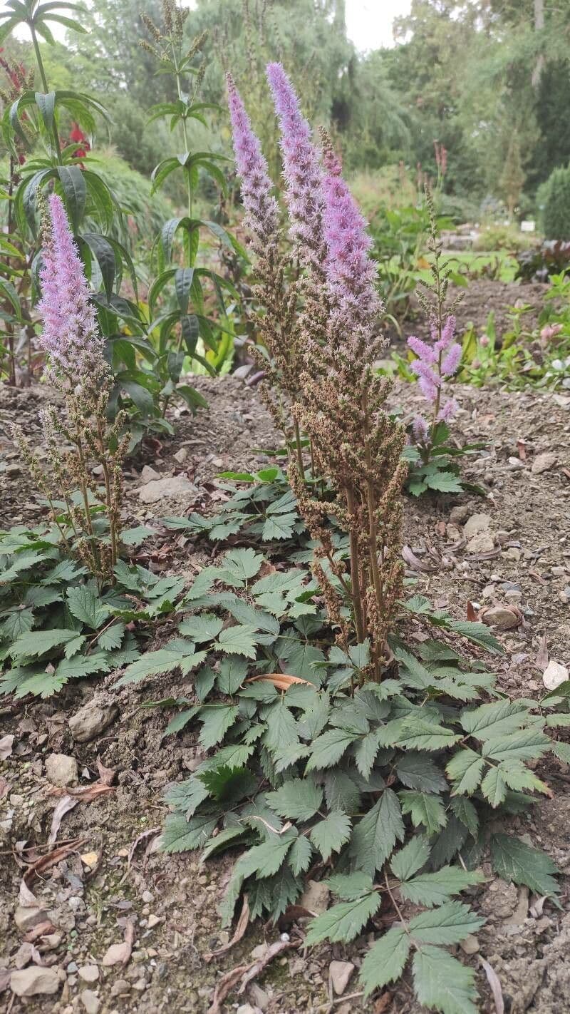 Astilbe rossa 8