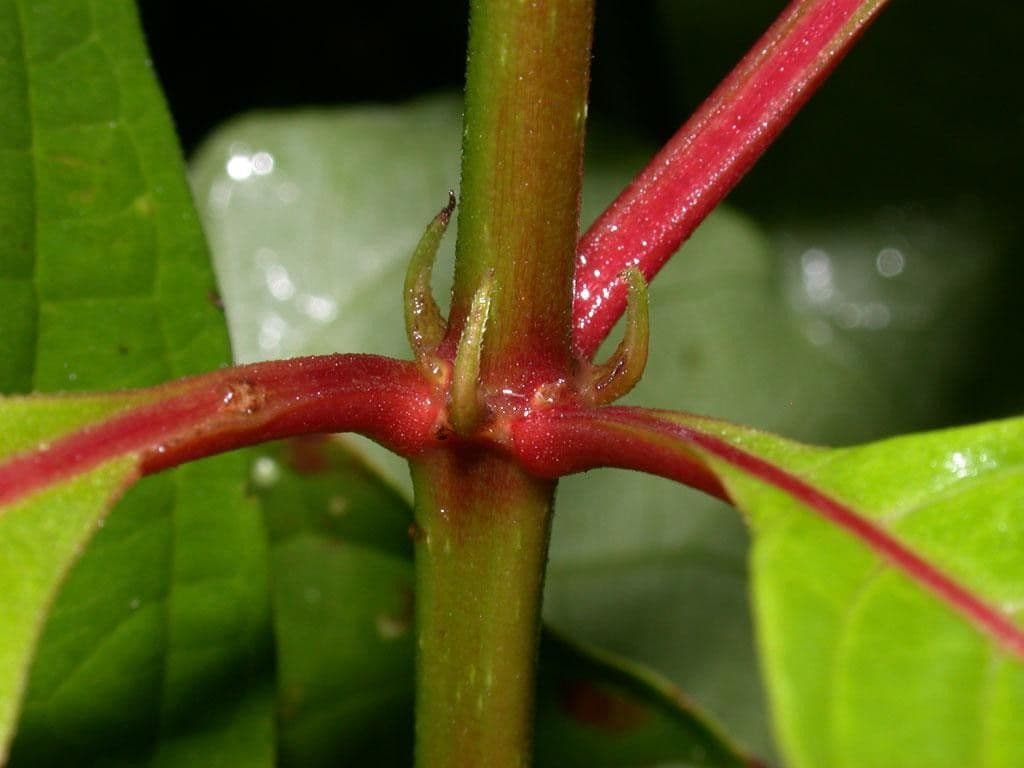 Hamelia 24
