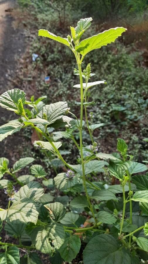 Cullen corylifolium 7