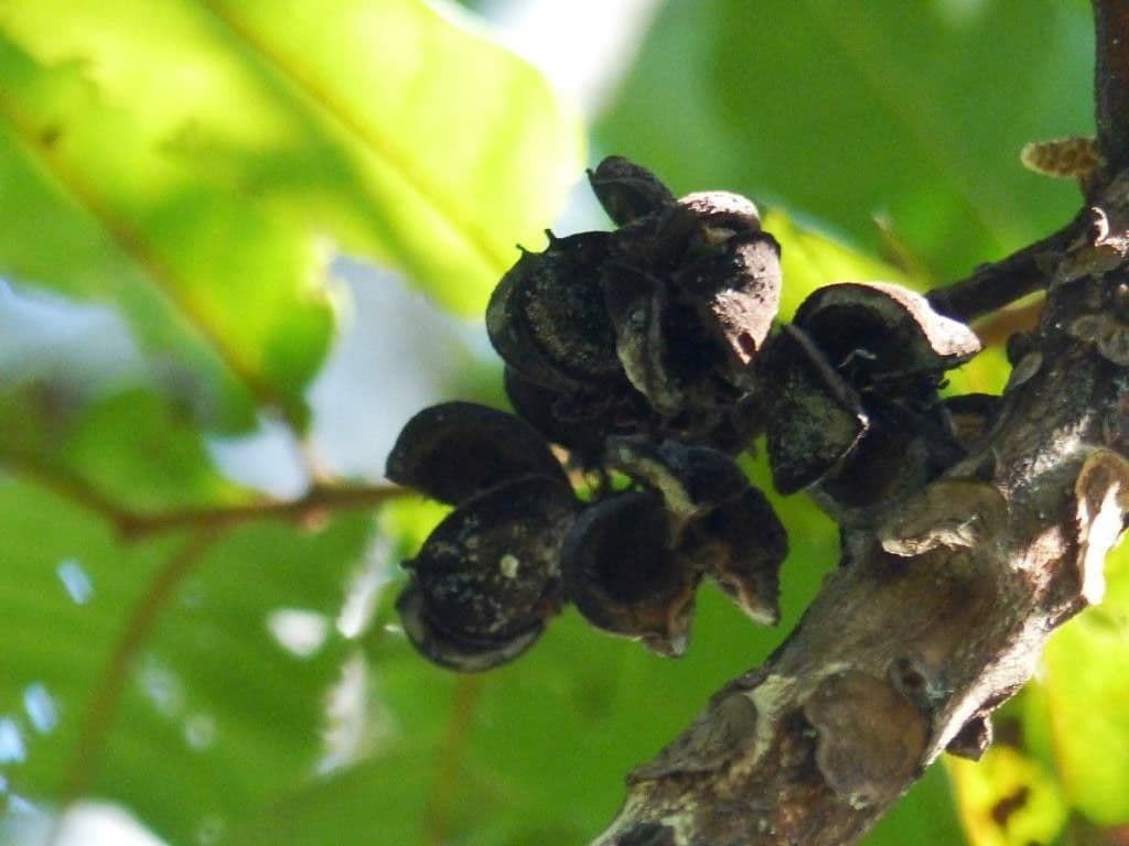 Cupaniopsis 2