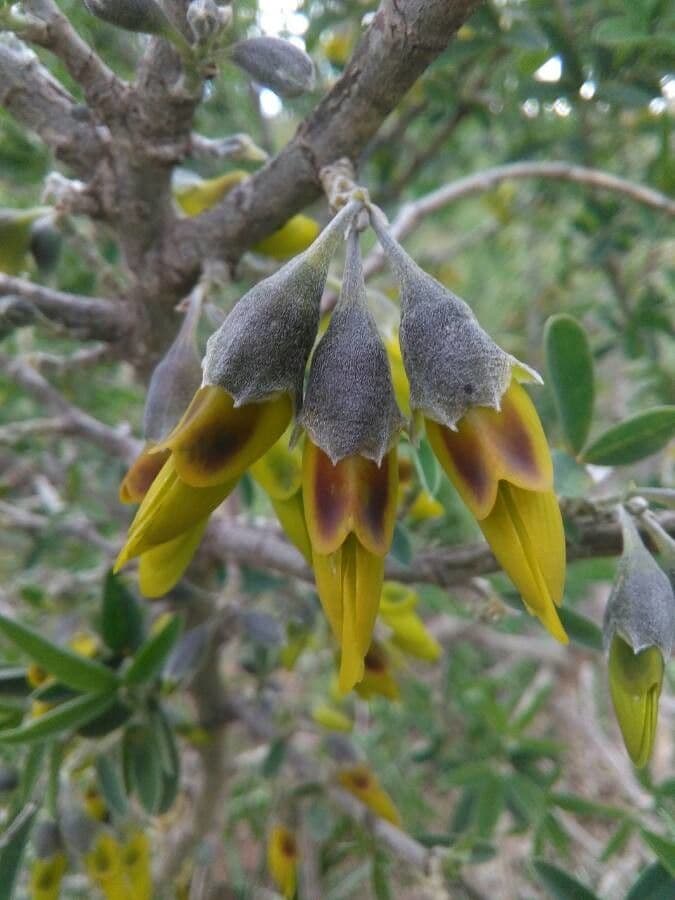 Anagyris fetida 9