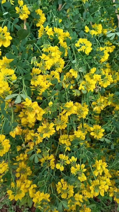 Coronilla coronata 8