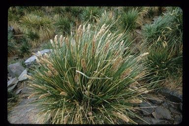 Fassgrass