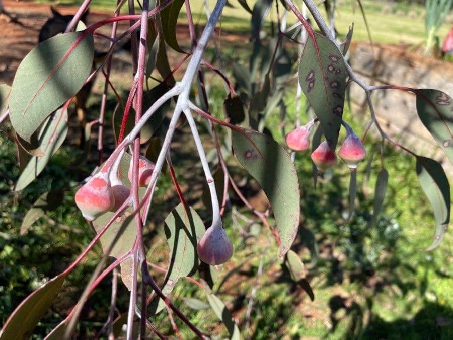 Silberprinzessin-Eukalyptus 3