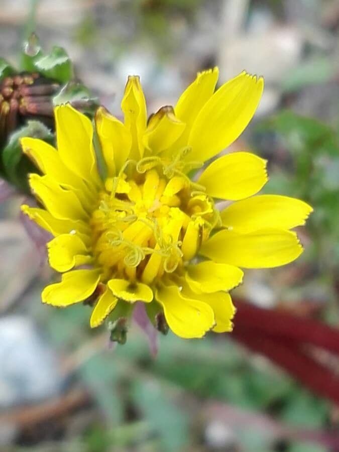 Radicchiella vescicosa 6