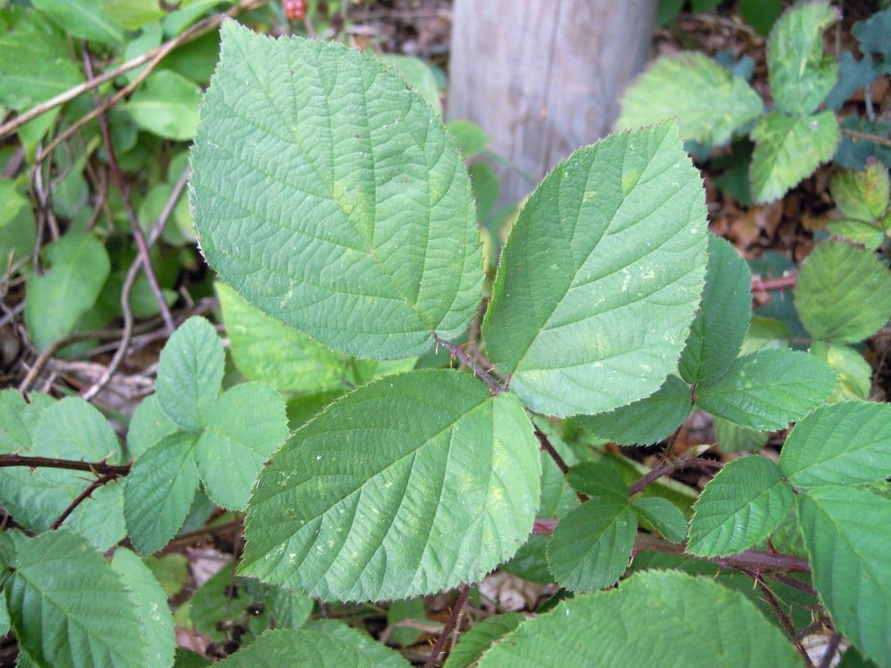 Brombeere 3