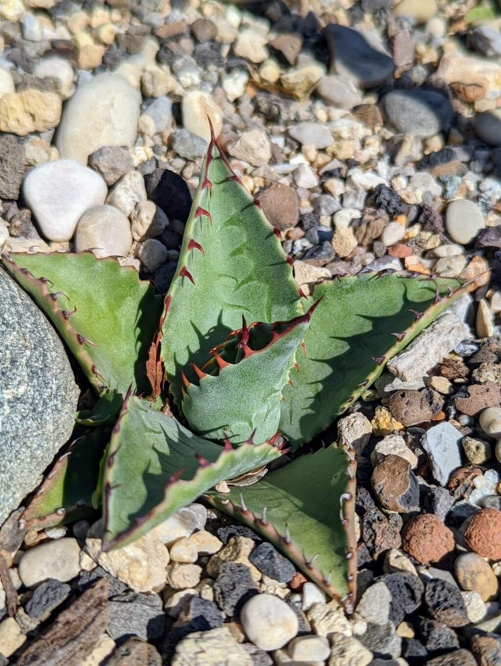Agave di Parry 10
