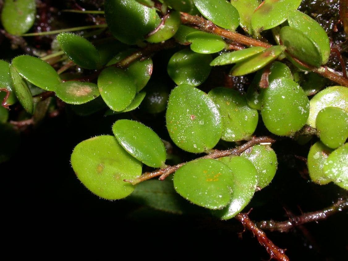 Sphyrospermum 2