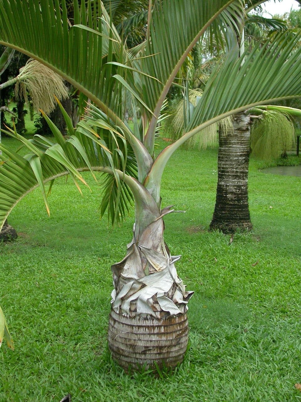 Palmier bouteille 17
