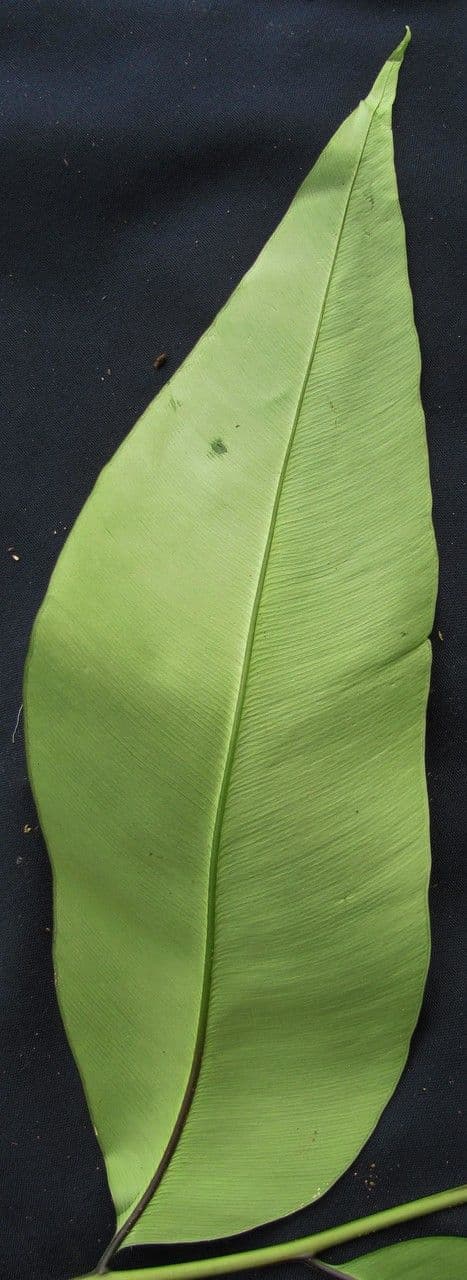 Olfersia 10