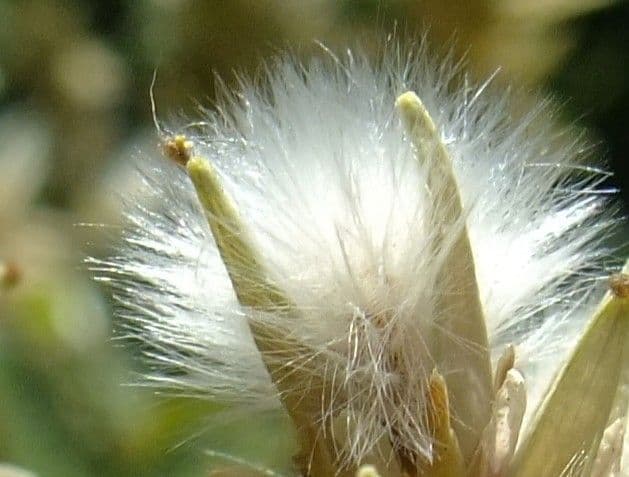 Miricaria germanica 4