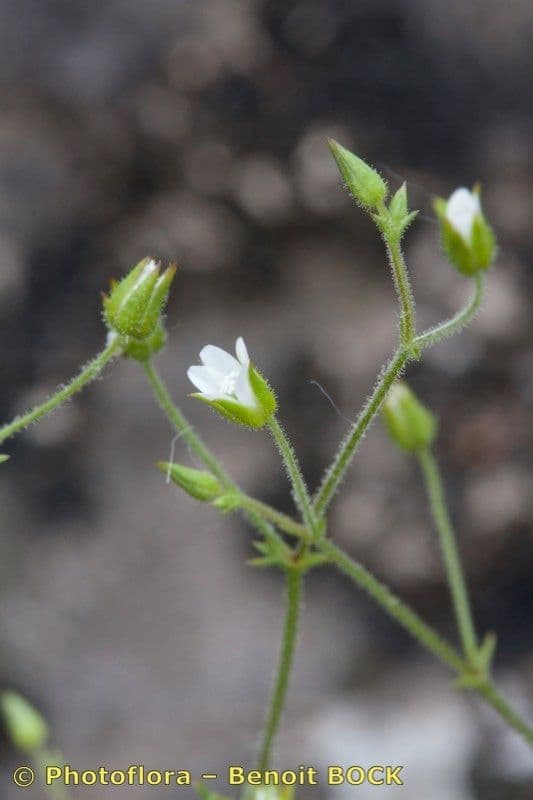 Arenaria modesta 12