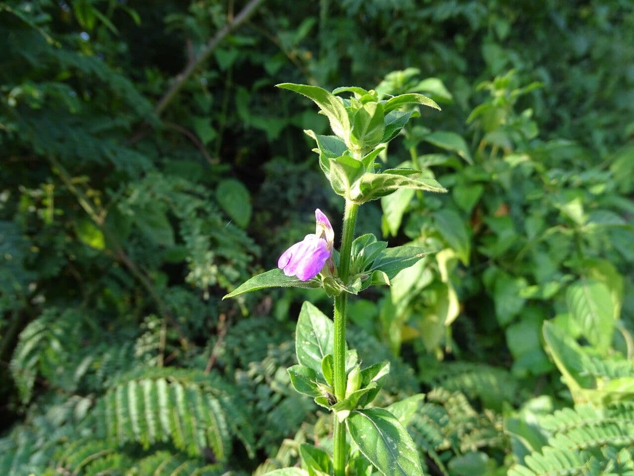 Akanthius diplopteroidny 5