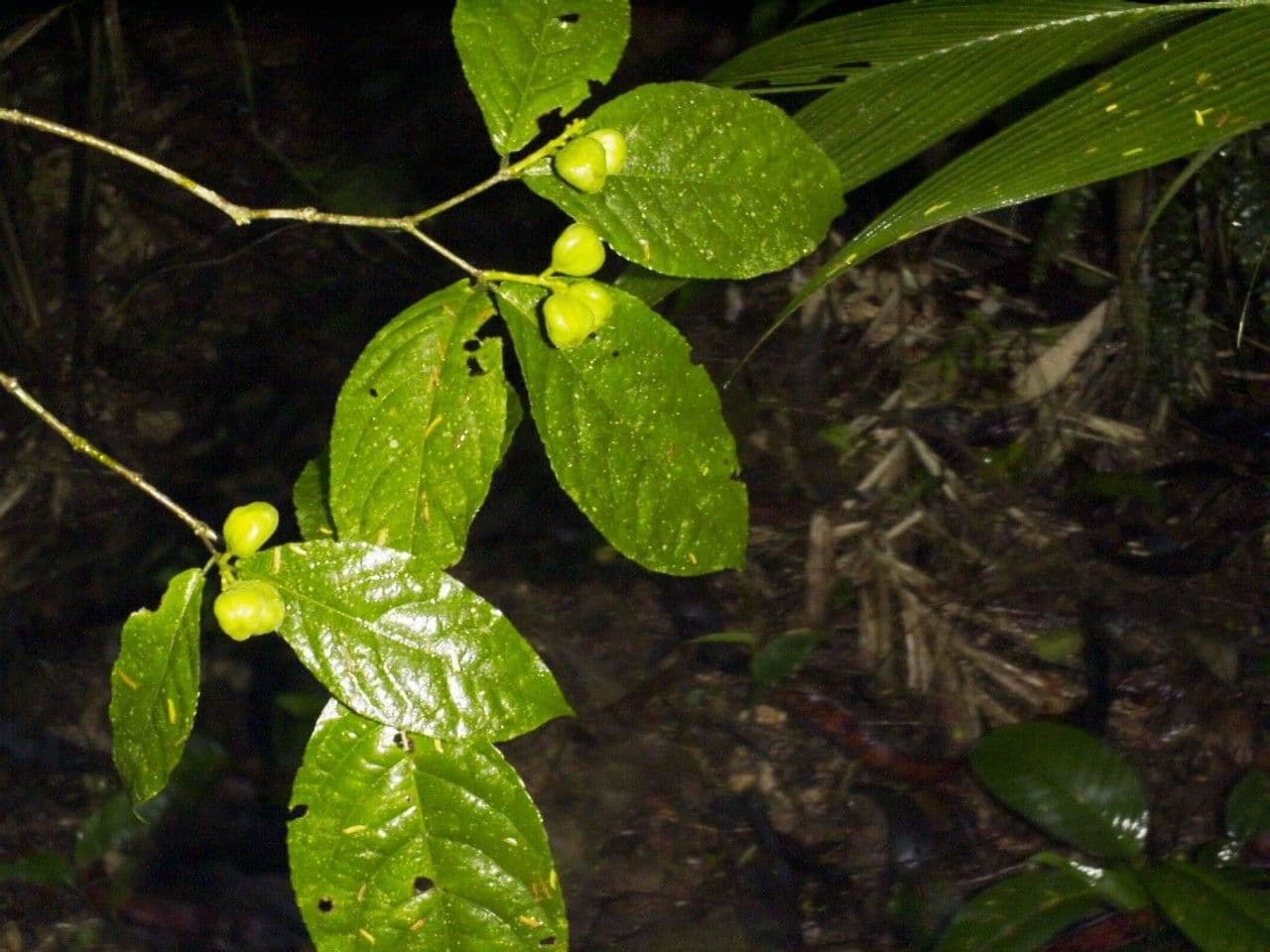 Rinorea 18