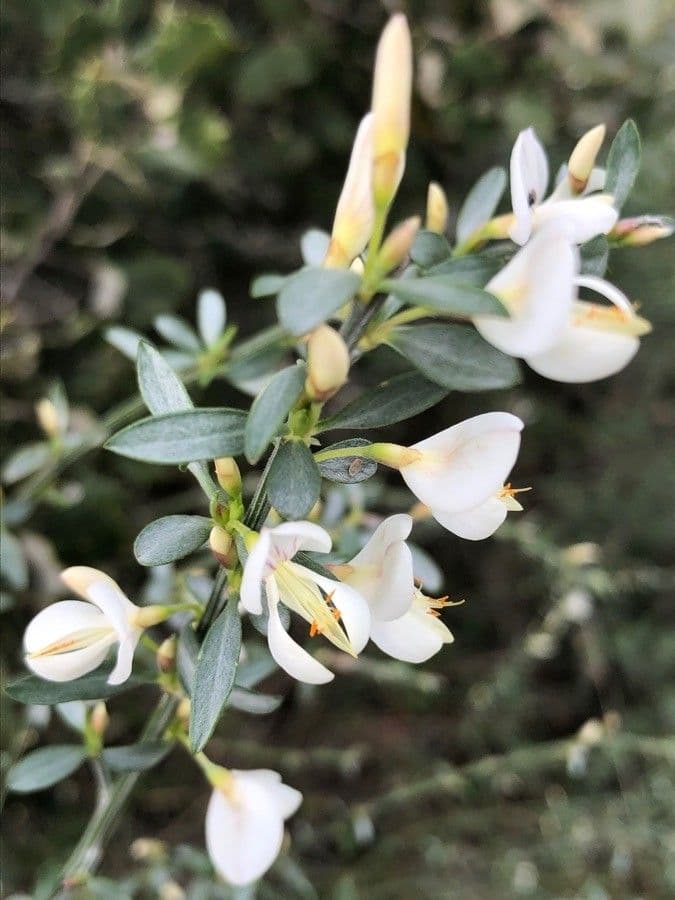Ginestra multiflora 16