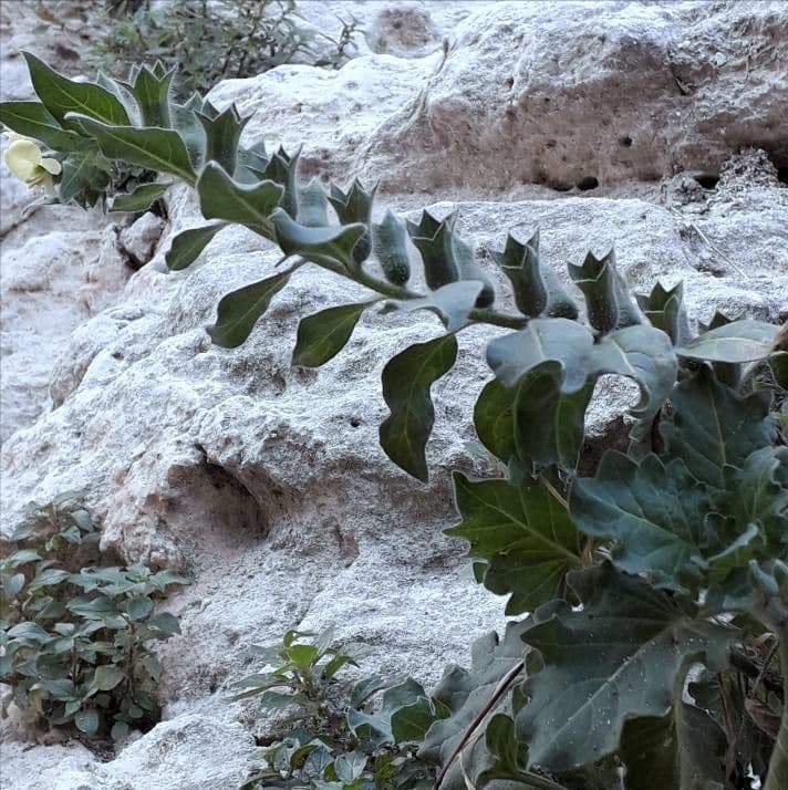 Beleño blanco 14