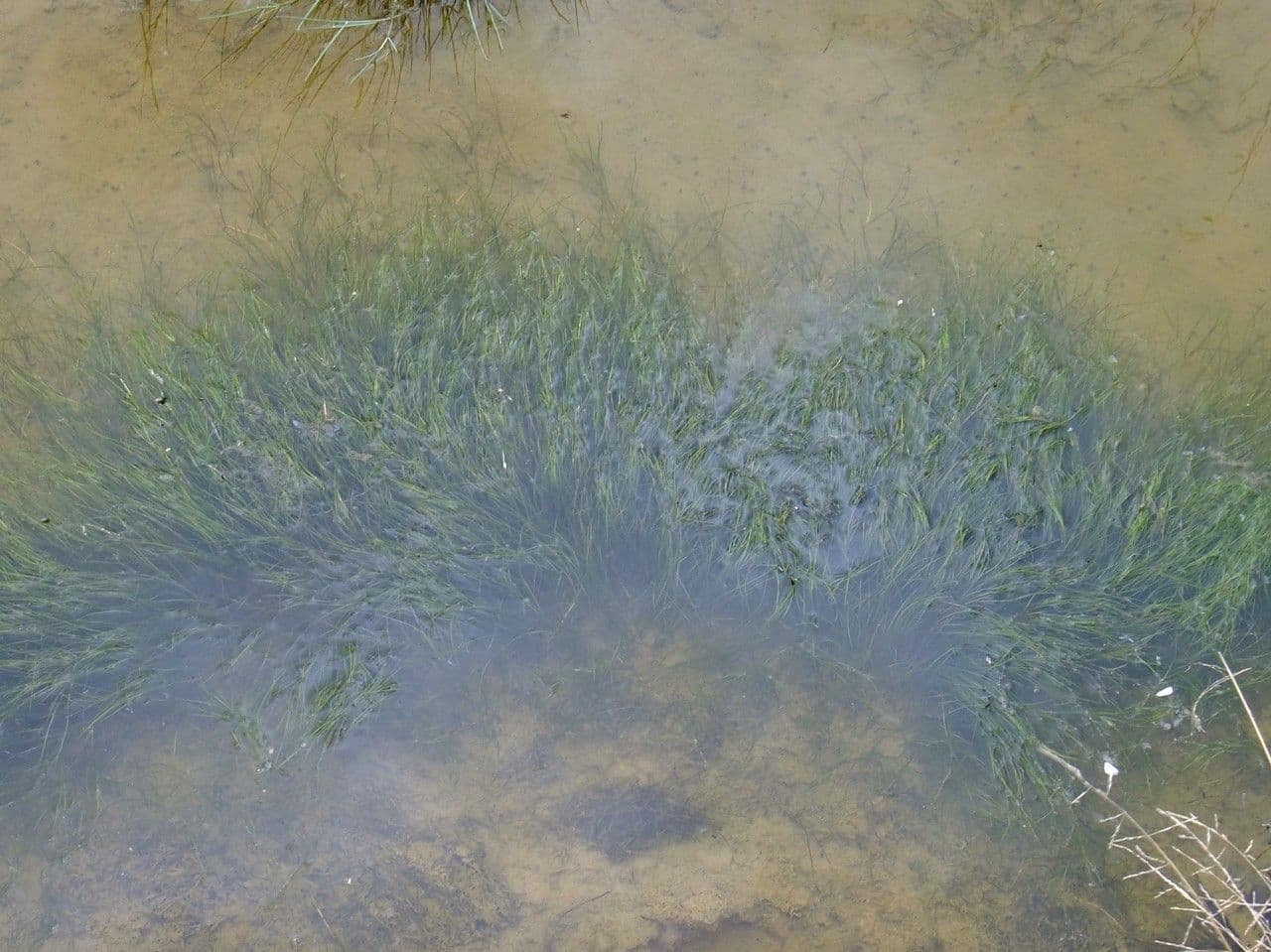 Lappia di mare 5