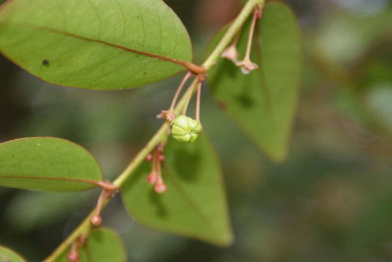 Phyllanthus phillyreifolius 3