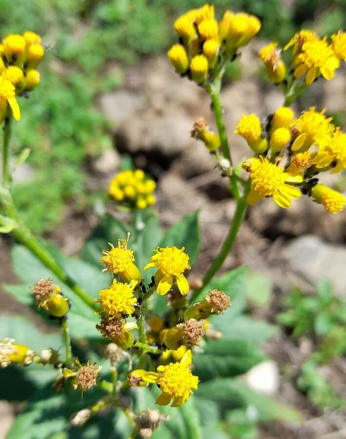 Senecione