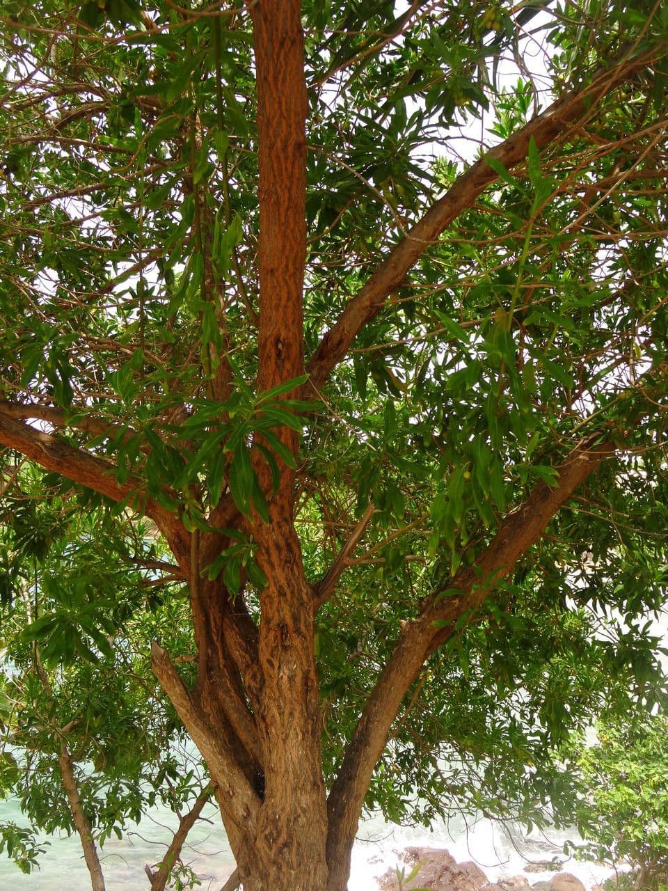 Bontia 24