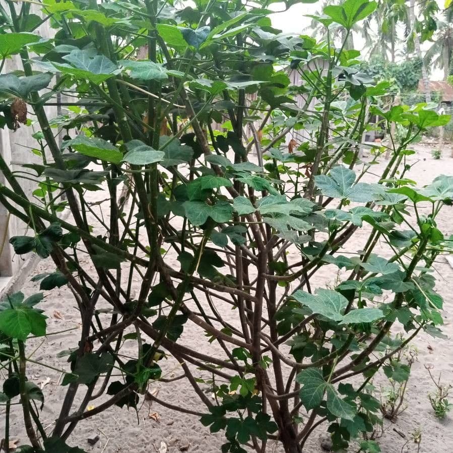 Chaya 11