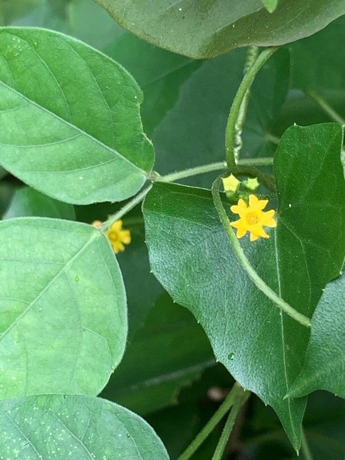 Melothria pendula 10