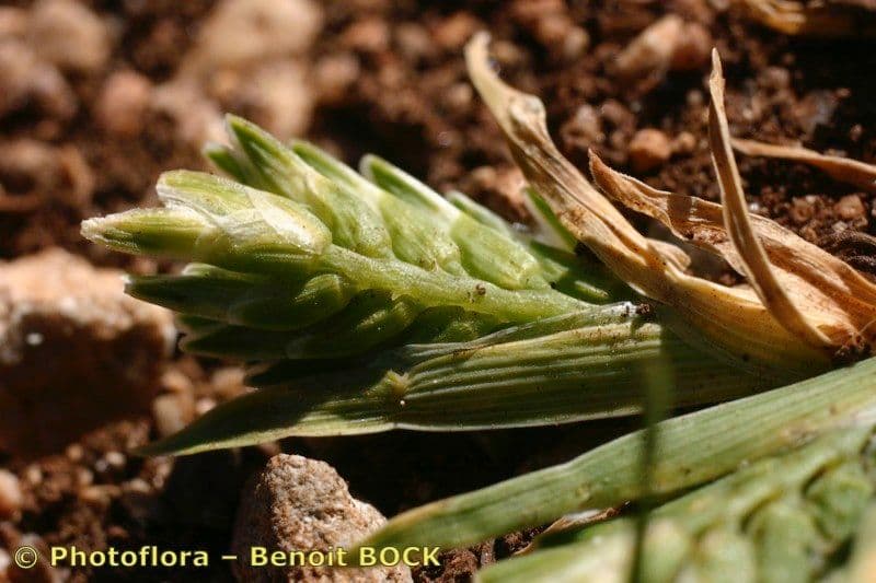 Sclerochloa 17