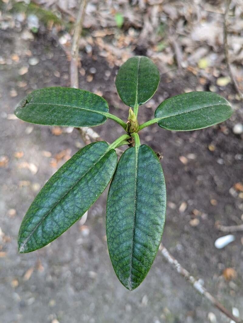 Rododendro 15