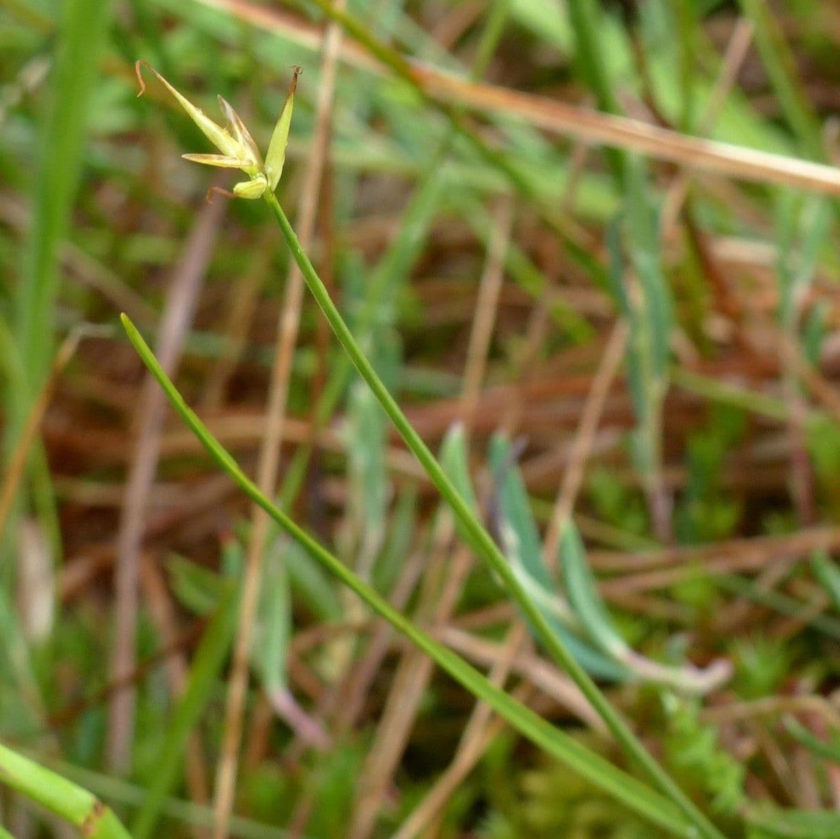 Carice pauciflora 6